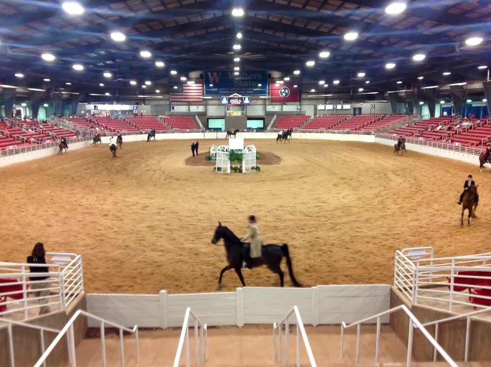 Horses running