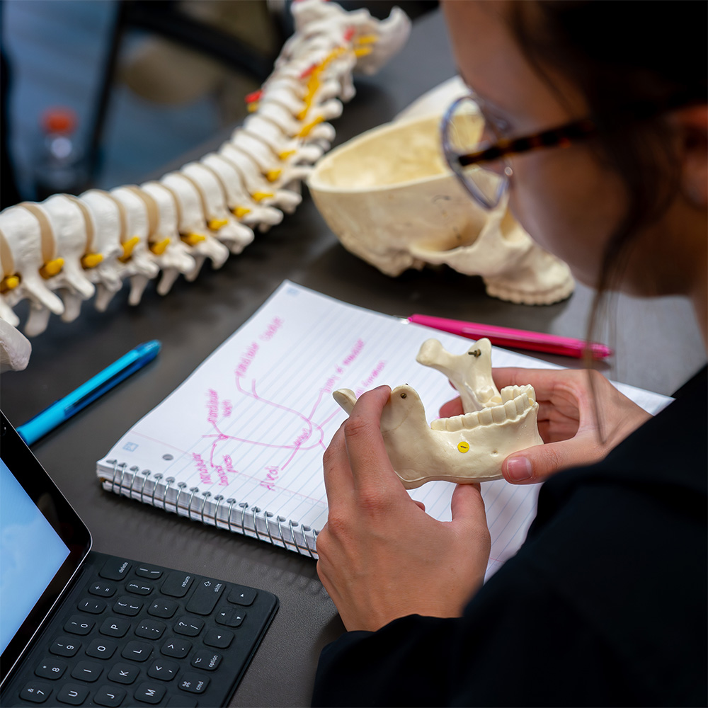 A student studying anatomy